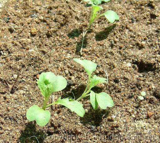 Asian greens seedlingscropped 